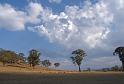 sheep in the paddocks